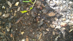 DSC_0628.JPG (5.57 MiB) 935 mal betrachtet DSC_0628.JPG