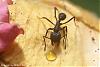 Acromyrmex-2007-Bild17-(640)+C.jpg