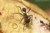 Acromyrmex-2007-Bild18-(640)+C.jpg