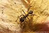 Acromyrmex-2007-Bild19-(640)+C.jpg