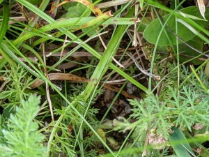 Das Ziel Nest, die Larven und Puppen werden erstmal vor dem Eingang gelagert