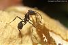 Acromyrmex-2007-Bild33-(640)+C.jpg