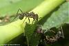 Acromyrmex-2007-Bild40-(640)+C.jpg