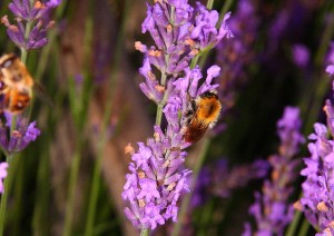 Lavendel _7.jpg