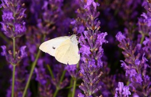Lavendel _9.jpg