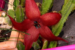 Stapelia Blüte.jpg