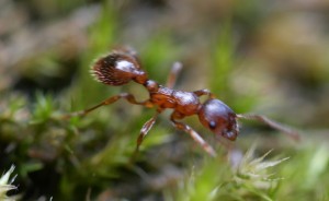 Myrmica sp.