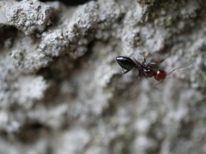 Camponotus laterlis,lebt in einer Mauer.