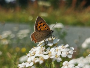 Nicht vom Schneeberg, aber trotzdem hübsch: ein Kleiner Feuerfalter (Lycaena phlaeas)