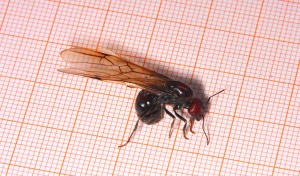 Messor cephalotes Königin _3.jpg