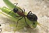 Camponotus-2007-001-(640)+C.jpg