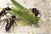 Camponotus-2007-003-(640)+C.jpg