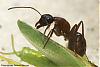 Camponotus-2007-006-(640)+C.jpg