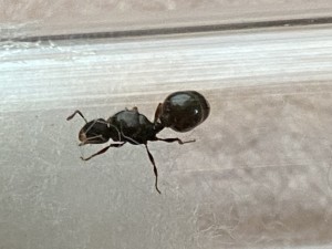 29B40D75-DBDC-46FC-882C-B9E498B8E2D2.jpeg (1.13 MiB) 918 mal betrachtet 29B40D75-DBDC-46FC-882C-B9E498B8E2D2.jpeg