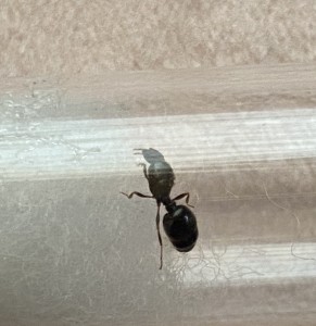 AC429C44-ED23-4A2F-9736-841F33FA128D.jpeg (1.03 MiB) 918 mal betrachtet AC429C44-ED23-4A2F-9736-841F33FA128D.jpeg