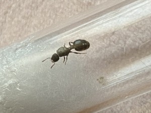 D59067D8-A4B2-4770-932C-09847E6C0E17.jpeg (1.42 MiB) 916 mal betrachtet D59067D8-A4B2-4770-932C-09847E6C0E17.jpeg