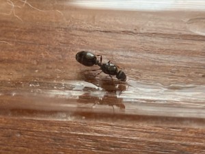 D33E5638-4EF9-44E3-BD25-4EAF64324E17.jpeg (1.62 MiB) 916 mal betrachtet D33E5638-4EF9-44E3-BD25-4EAF64324E17.jpeg