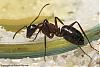 Camponotus-2007-011-(640)+C.jpg