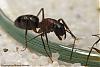 Camponotus-2007-012-(640)+C.jpg