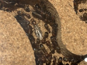 623ED7F9-E93E-43C7-919D-F974C66BE592.jpeg (3.06 MiB) 1255 mal betrachtet Bild 597