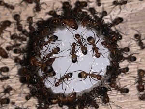 19858510-0F4B-4E6A-886A-4EB70E7E0BF8.jpeg (2.39 MiB) 1255 mal betrachtet Bild 598