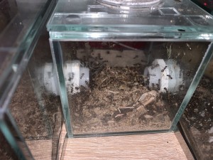 4FC06788-350B-4CBA-8A34-5DB4E25B512E.jpeg (3.57 MiB) 1302 mal betrachtet Bild 599