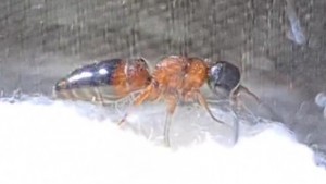 VideoCapture_20210907-092235.jpg (38.06 KiB) 1543 mal betrachtet VideoCapture_20210907-092235.jpg