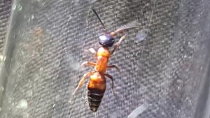 VideoCapture_20210907-092324.jpg (128.58 KiB) 1466 mal betrachtet VideoCapture_20210907-092324.jpg