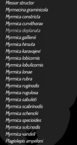 myrica.PNG