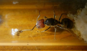 Camponotus singularis Gründerkönigin _1.jpg