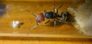 Camponotus singularis Gründerkönigin _2.jpg