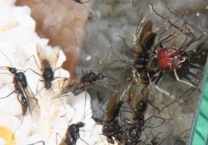 Camponotus singularis Männchen.jpg