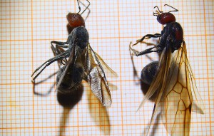 Camponotus singularis & Messor cephalotes Königin.jpg