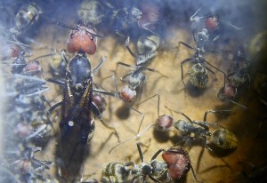Camponotus singularis Jungkönigin _1.jpg