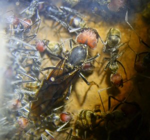 Camponotus singularis Jungkönigin _2.jpg