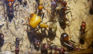 Messor cephalotes frisch geschlüpfte Arbeiterin