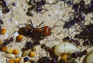 Messor cephalotes mit Korn.jpg