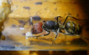 Camponotus singularis Gründerkönigin _.jpg