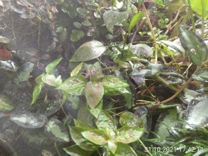 IMG_20211031_174214.jpg (3.06 MiB) 1112 mal betrachtet Als ich abgedrückt habe, ist die Ameise unter das Blatt gelaufen...