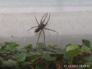 IMG_20211031_184341.jpg (923.88 KiB) 937 mal betrachtet Die Ameise auf dem Blatt rechts ist fast genau so lang.