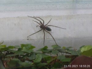 Seht ihr die riesigen Fänge? Das ist keine 10-beinige Spinne.