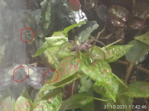 Größenvergleich.JPG (137.64 KiB) 937 mal betrachtet Ich habe ein paar Ameisen zum Größenvergleich markiert.