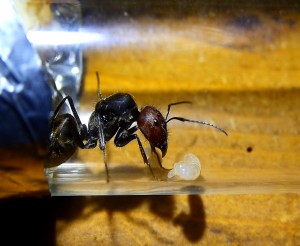 Camponotus singularis Gründerkönigin mit Larven _1.jpg