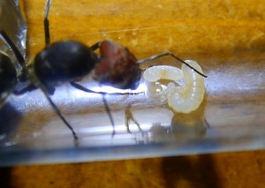 Camponotus singularis Gründerkönigin mit Larven _2.jpg