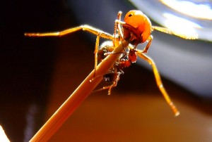 Messor cephalotes Majorarbeiterin.jpg