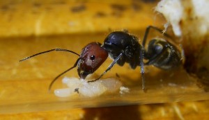 Camponotus singularis Gründerkönigin mit Puppe _3.jpg