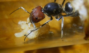 Camponotus singularis Gründerkönigin mit Puppe _4.jpg