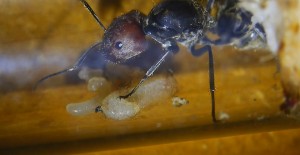 Camponotus singularis Gründerkönigin mit Puppe _5.jpg