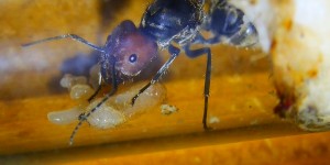 Camponotus singularis Gründerkönigin mit Puppe _6.jpg