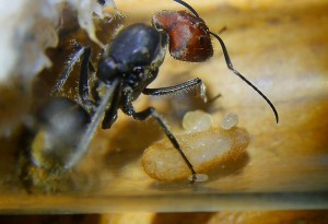Camponotus singularis Gründerkönigin mit Puppe _7.jpg
